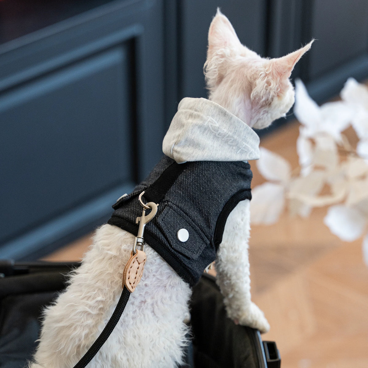 The Camp Kitty – Hooded Denim Cat Harness & Leash For Sphynx & Devon Rex.