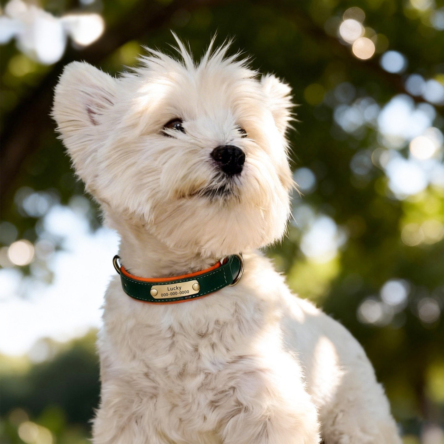 The Classic Neck – Personalized Leather Dog Collar