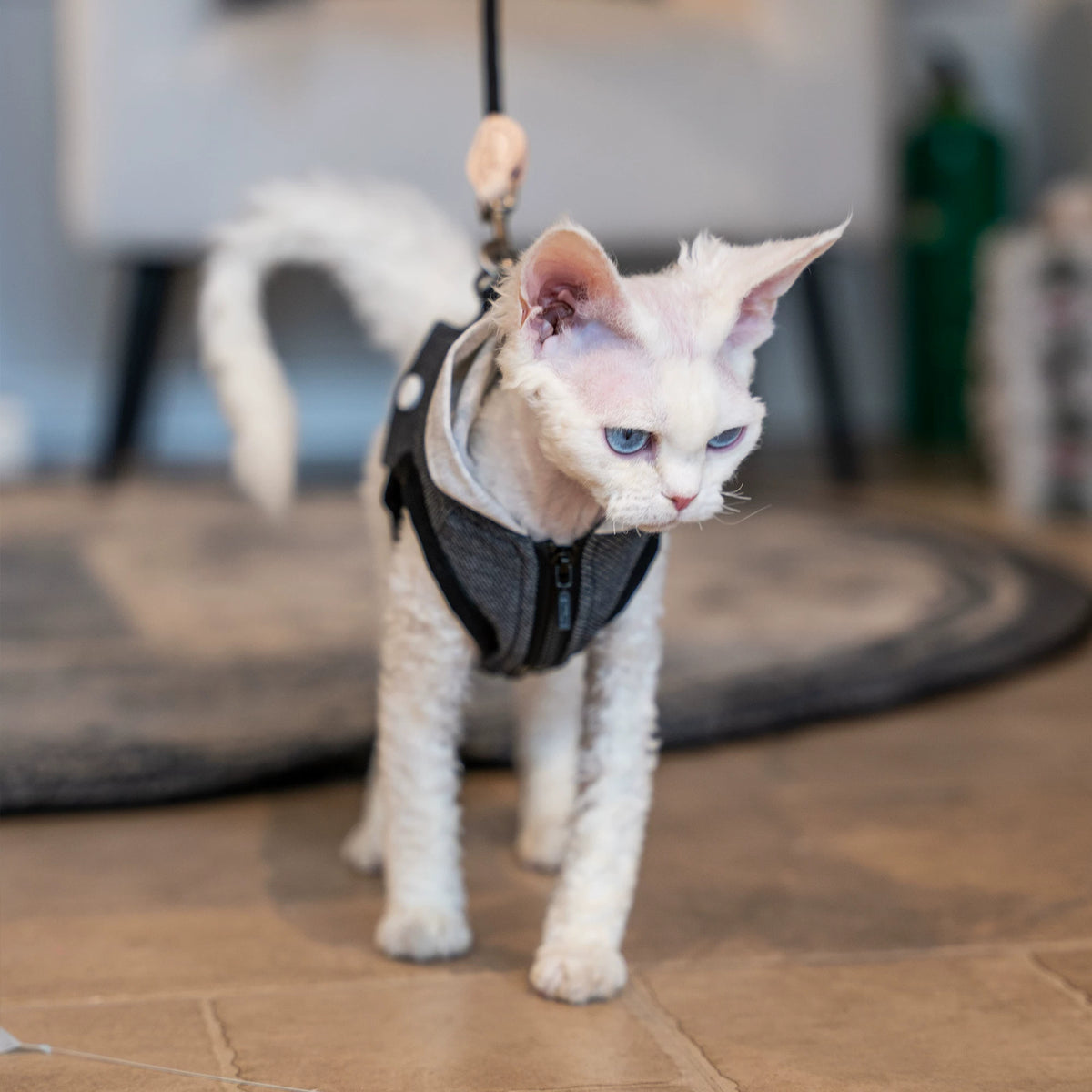 The Camp Kitty – Hooded Denim Cat Harness & Leash For Sphynx & Devon Rex.