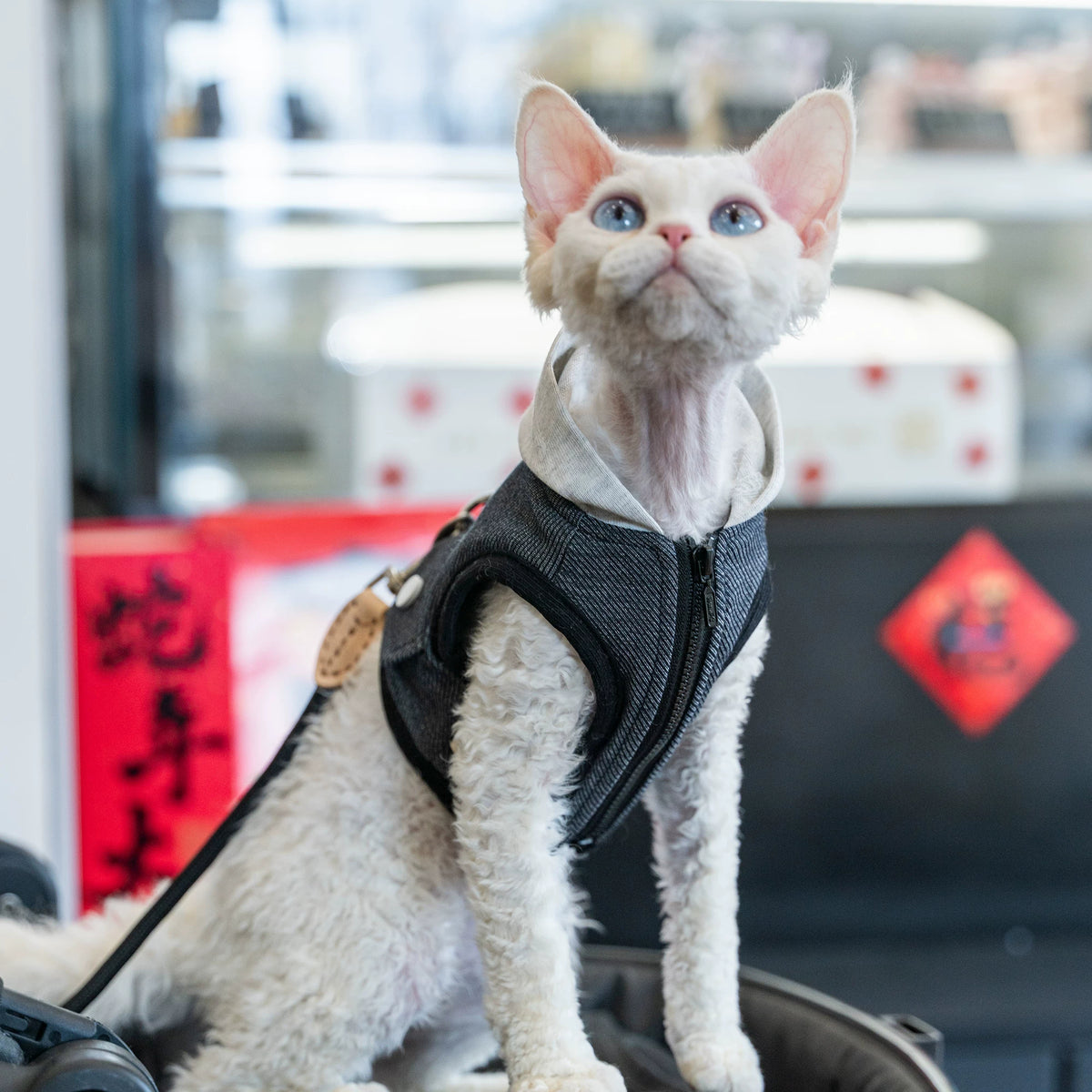 The Camp Kitty – Hooded Denim Cat Harness & Leash For Sphynx & Devon Rex.