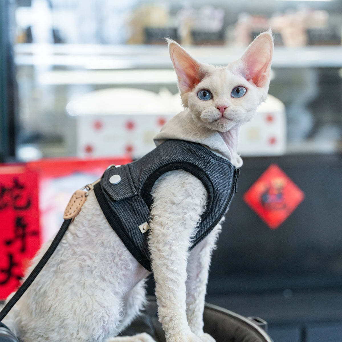 The Camp Kitty – Hooded Denim Cat Harness & Leash For Sphynx & Devon Rex.