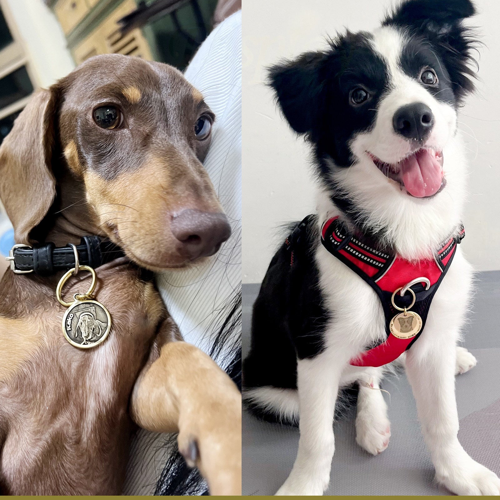 The Loyal Companion – Brass Pet Tag