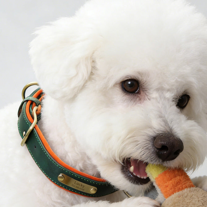 The Classic Neck – Personalized Leather Dog Collar