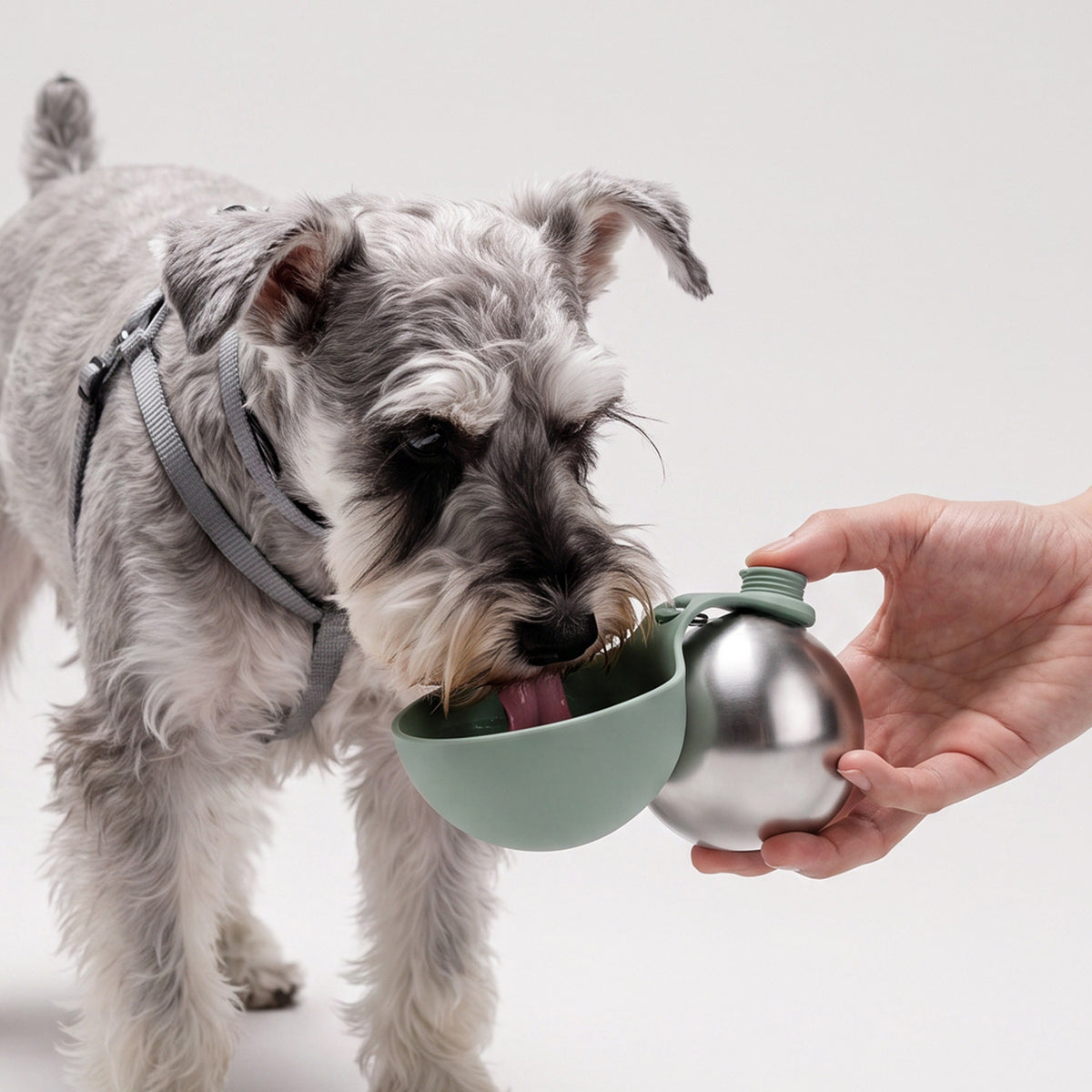 The Steel Fold – Collapsible Stainless Steel Pet Water Bottle.