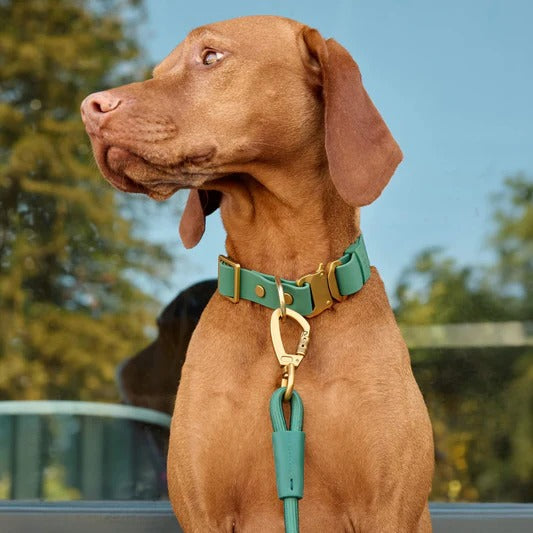 Spooky Season Dog Collar (Copy) (Copy)