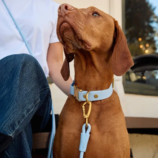 Spooky Season Dog Collar (Copy) (Copy) (Copy)