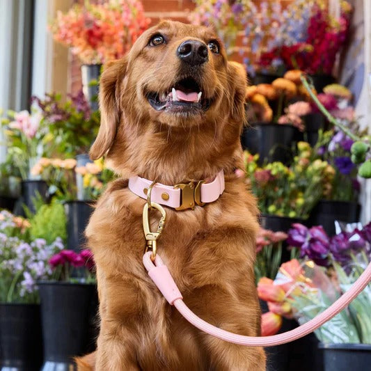 Spooky Season Dog Collar (Copy) (Copy) (Copy) (Copy)