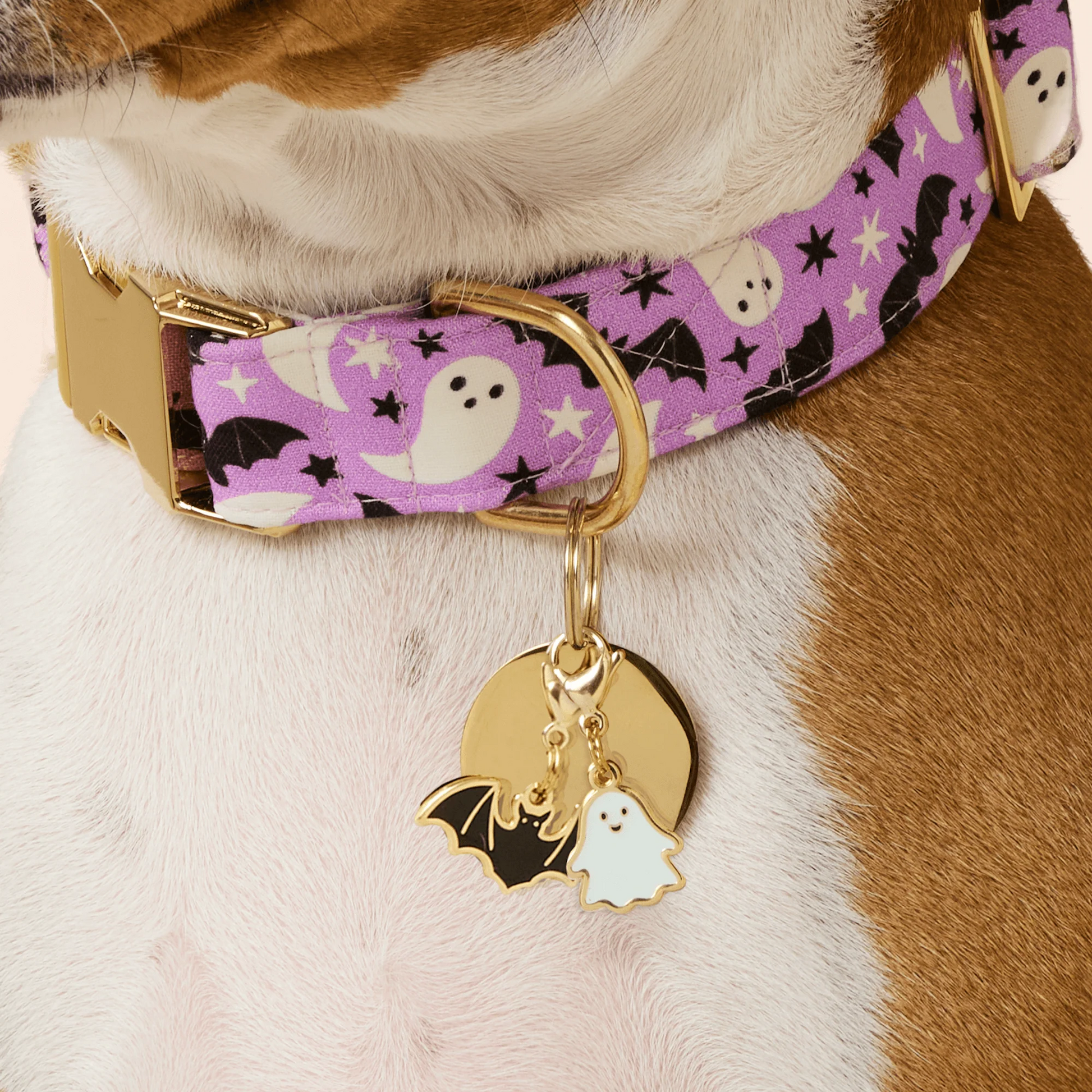 Spooky Season Dog Collar